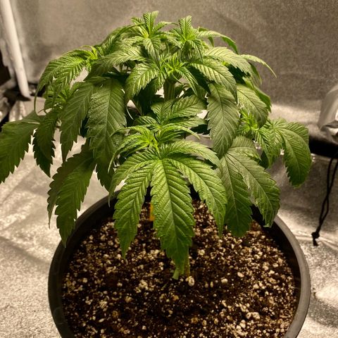 Soda Pop Kush growlog photo: The big chop