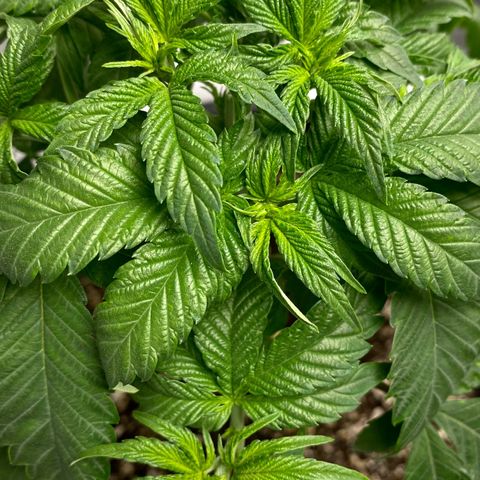 Soda Pop Kush growlog photo: The big chop