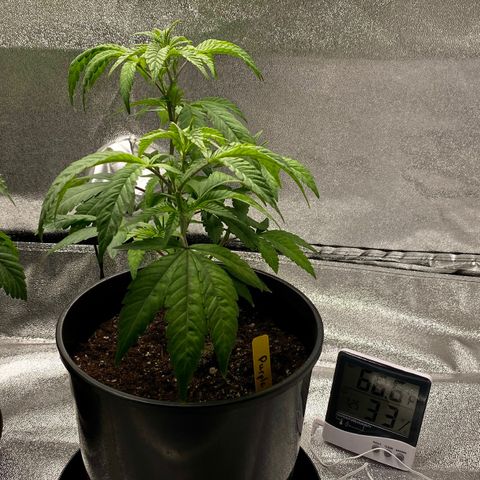 Purple Urkle growlog photo: Tiny hair cut