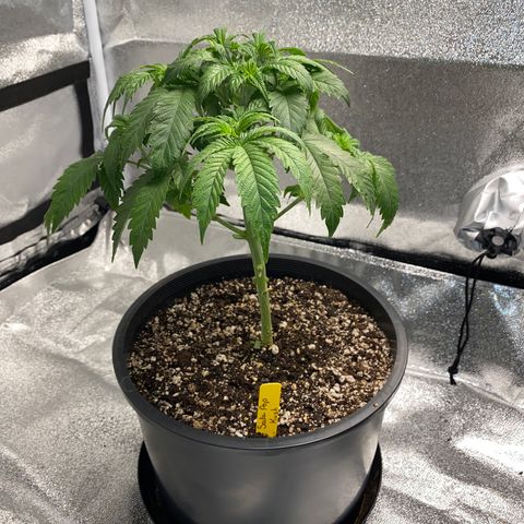 Soda Pop Kush growlog photo: The big chop