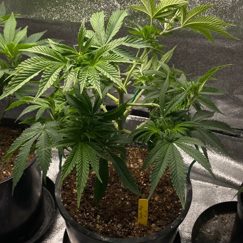 Soda Pop Kush growlog timeline photo