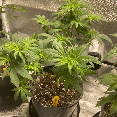 Purple Urkle growlog timeline photo