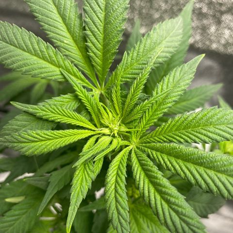 Purple Urkle growlog timeline photo