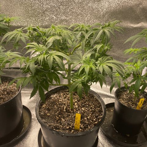 Soda Pop Kush growlog timeline photo