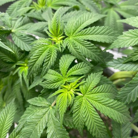Soda Pop Kush growlog timeline photo