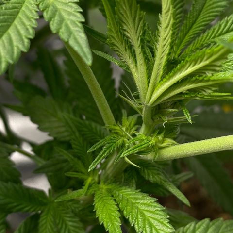 Soda Pop Kush growlog timeline photo