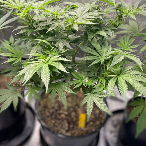 Soda Pop Kush growlog timeline photo