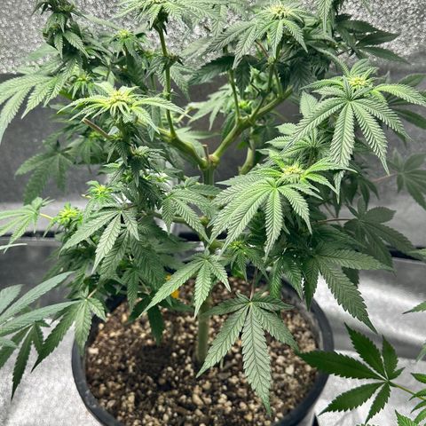 Soda Pop Kush growlog timeline photo