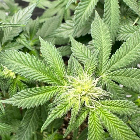 Soda Pop Kush growlog timeline photo