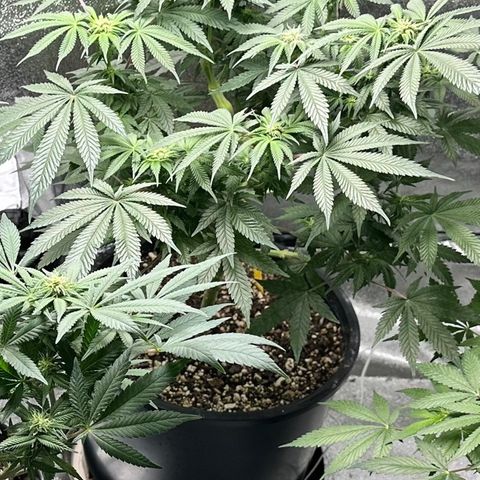 Soda Pop Kush growlog timeline photo