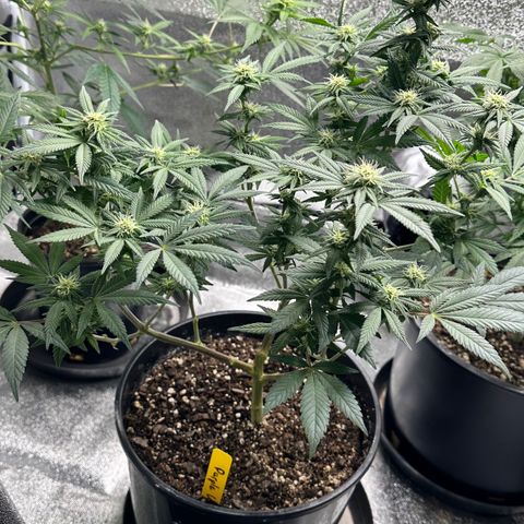 Purple Urkle growlog timeline photo