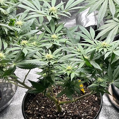 Purple Urkle growlog timeline photo