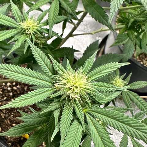 Purple Urkle growlog timeline photo