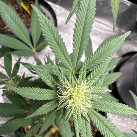 Purple Urkle growlog timeline photo
