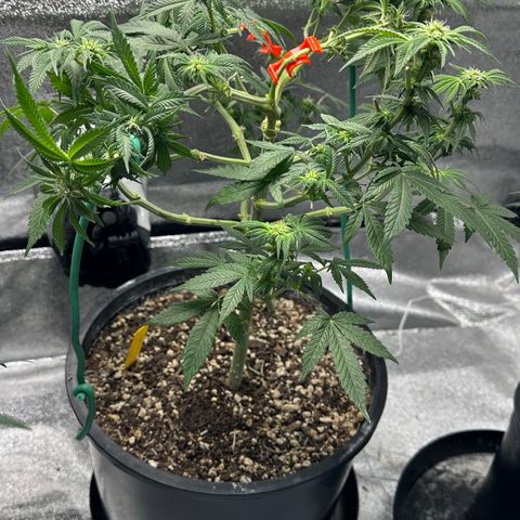 Soda Pop Kush growlog timeline photo