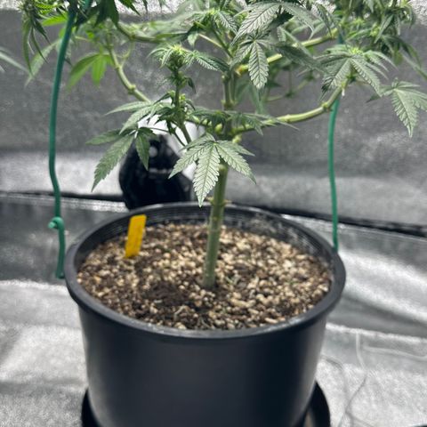 Soda Pop Kush growlog timeline photo