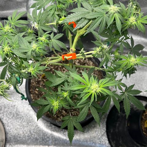 Soda Pop Kush growlog timeline photo