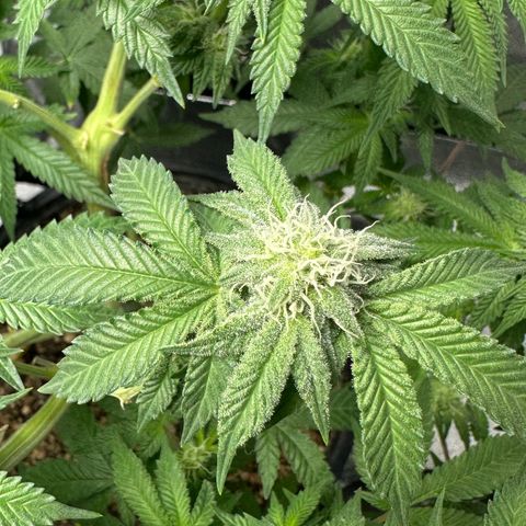 Soda Pop Kush growlog timeline photo