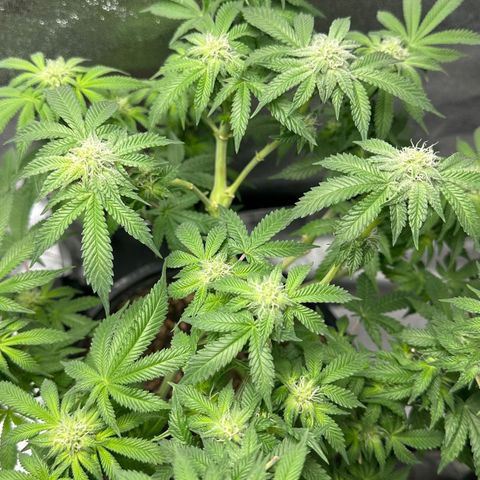 Soda Pop Kush growlog timeline photo