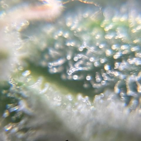 Soda Pop Kush growlog timeline photo