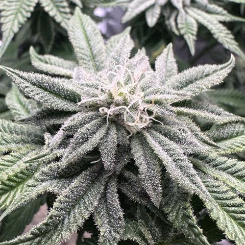 Soda Pop Kush growlog timeline photo