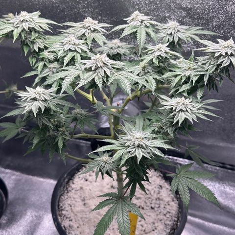 Soda Pop Kush growlog timeline photo