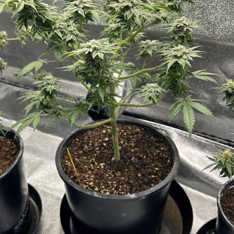 Soda Pop Kush growlog timeline photo