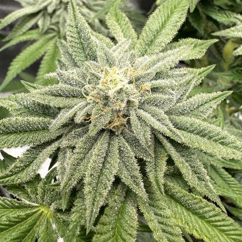 Soda Pop Kush growlog timeline photo