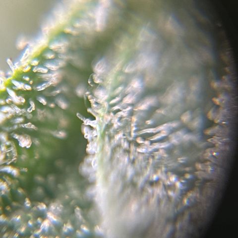 Soda Pop Kush growlog timeline photo