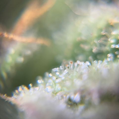 Purple Urkle growlog timeline photo
