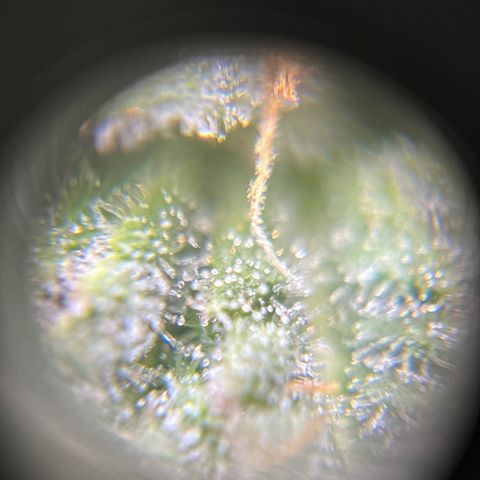 Purple Urkle growlog timeline photo