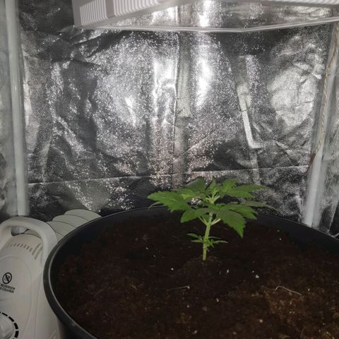 Marjan 1 growlog photo: Verpot