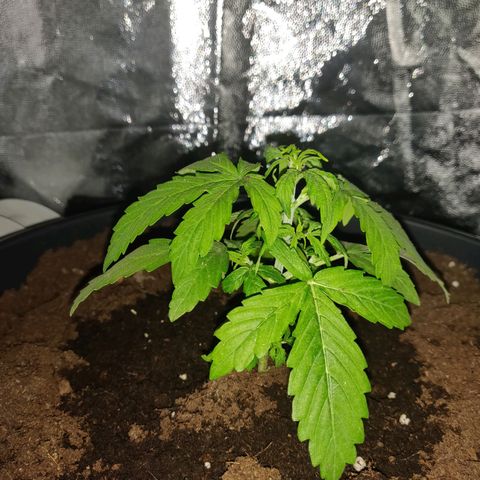 Marjan 1 growlog timeline photo