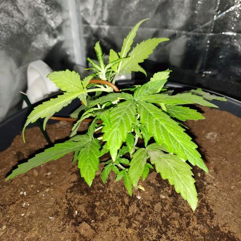 Marjan 1 growlog photo: Low stress methode door hoofdstad te buigen, mss al wat laat in het groei process 