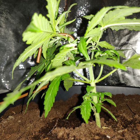 Marjan 1 growlog photo: Low stress methode door hoofdstad te buigen, mss al wat laat in het groei process 
