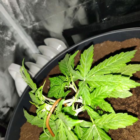 Marjan 1 growlog photo: Low stress methode door hoofdstad te buigen, mss al wat laat in het groei process 