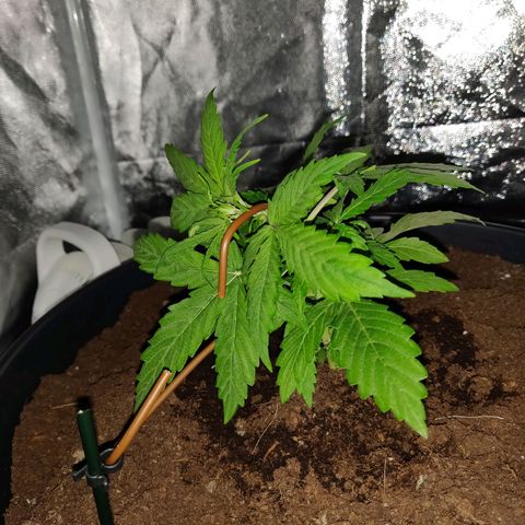 Marjan 1 growlog photo: Low stress methode door hoofdstad te buigen, mss al wat laat in het groei process 