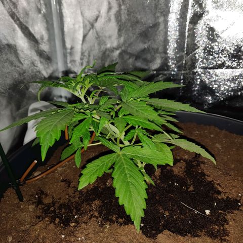 Marjan 1 growlog timeline photo