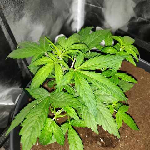 Marjan 1 growlog timeline photo