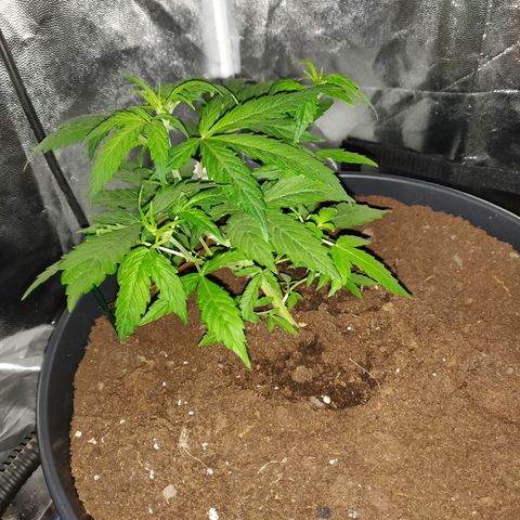 Marjan 1 growlog timeline photo