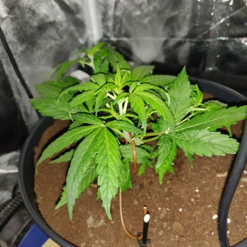 Marjan 1 growlog timeline photo