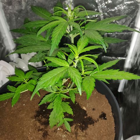 Marjan 1 growlog timeline photo