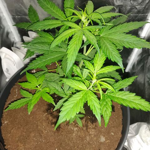 Marjan 1 growlog timeline photo