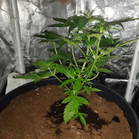Marjan 1 growlog timeline photo