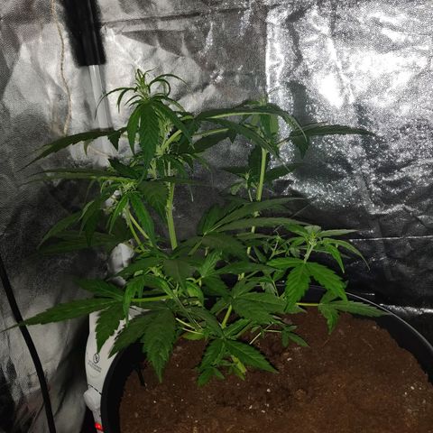 Marjan 1 growlog timeline photo
