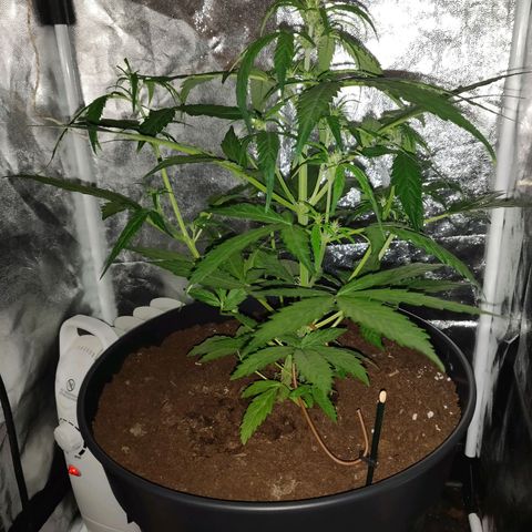 Marjan 1 growlog timeline photo