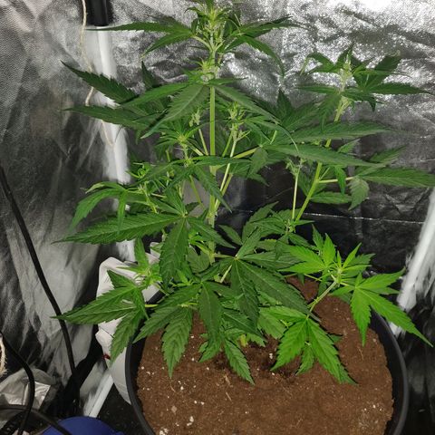 Marjan 1 growlog timeline photo