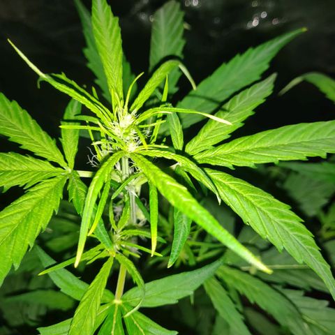 Marjan 1 growlog timeline photo