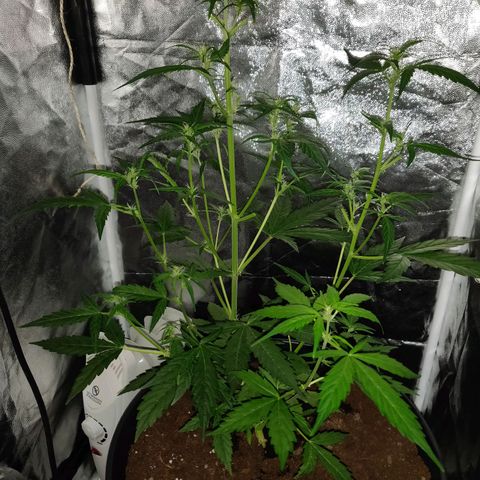 Marjan 1 growlog photo: Bijgesnoeid 