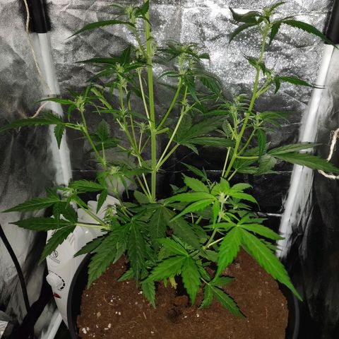 Marjan 1 growlog photo: Bijgesnoeid 
